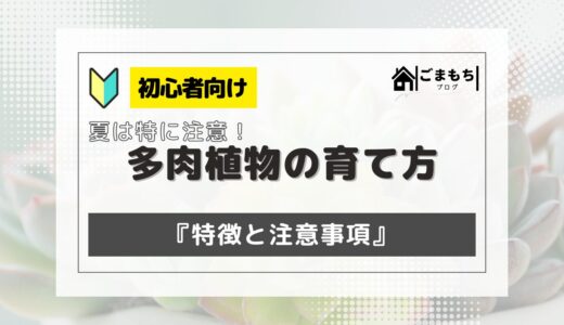 【夏は特に注意】多肉植物の育て方！まずは特徴と注意事項をを一緒に確認！