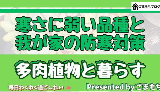 【多肉植物】我が家の寒さに弱い品種と効果的な防寒対策